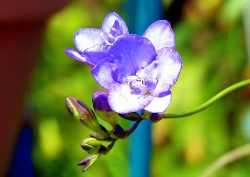 ブルーのフリージア