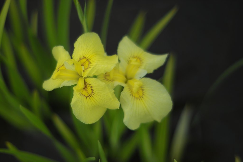 菖蒲