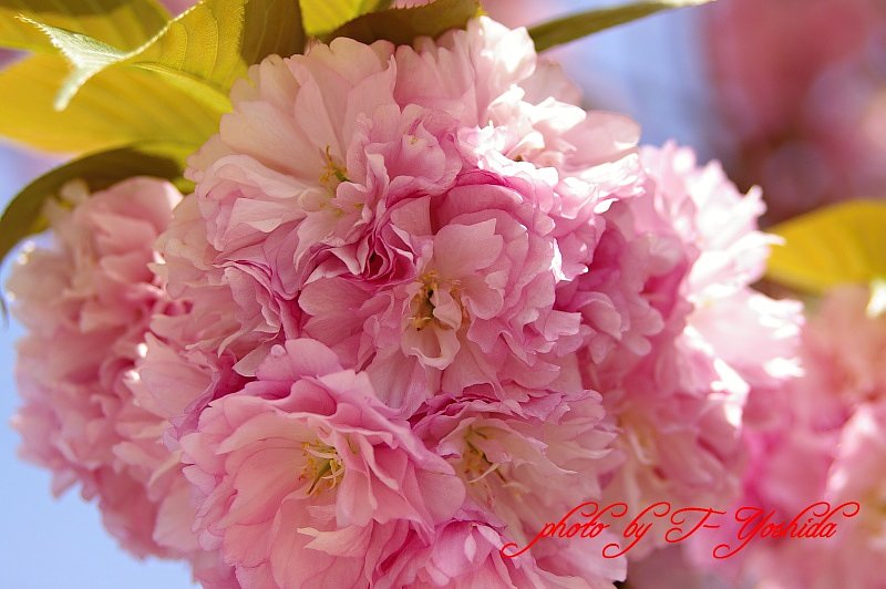 八重桜