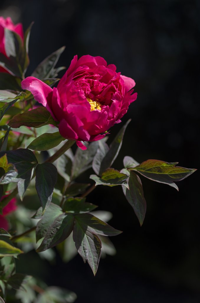 SIGMA MACRO 70mm F2.8