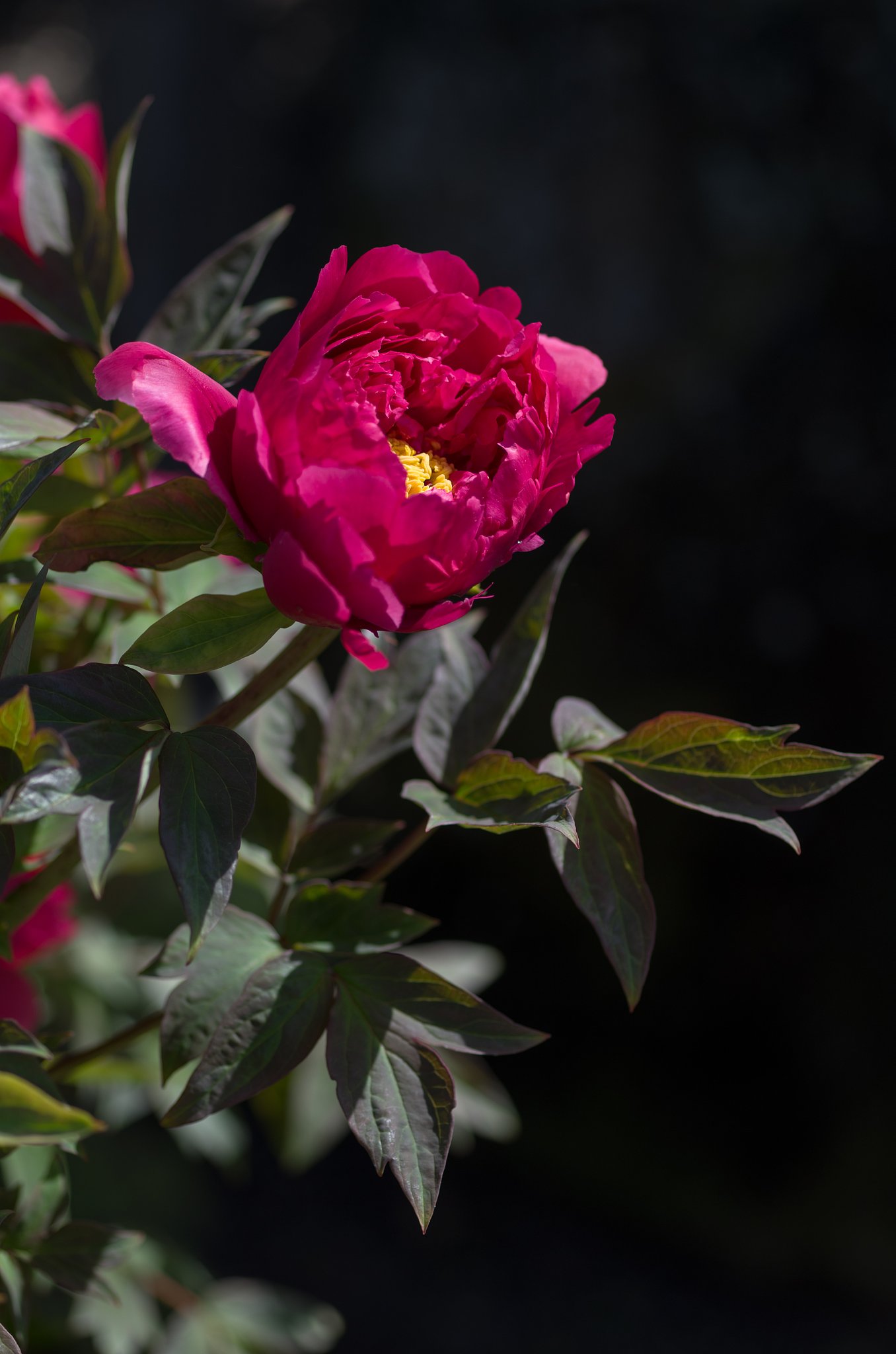 SIGMA MACRO 70mm F2.8