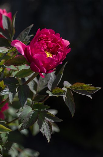 SIGMA MACRO 70mm F2.8