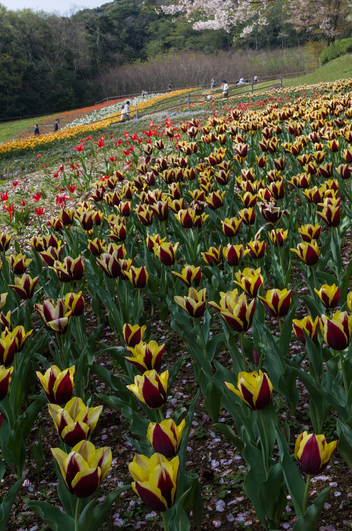 SIGMA 30mm F1.4 DC HSM