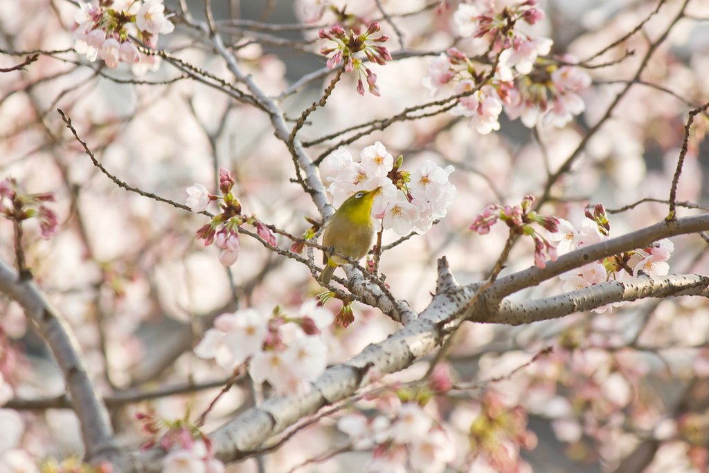 桜ジローの頃