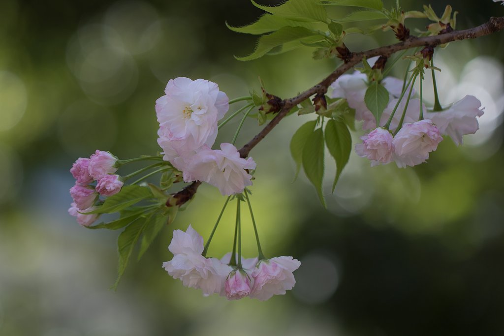 EF100mm F2.8 L MACRO
