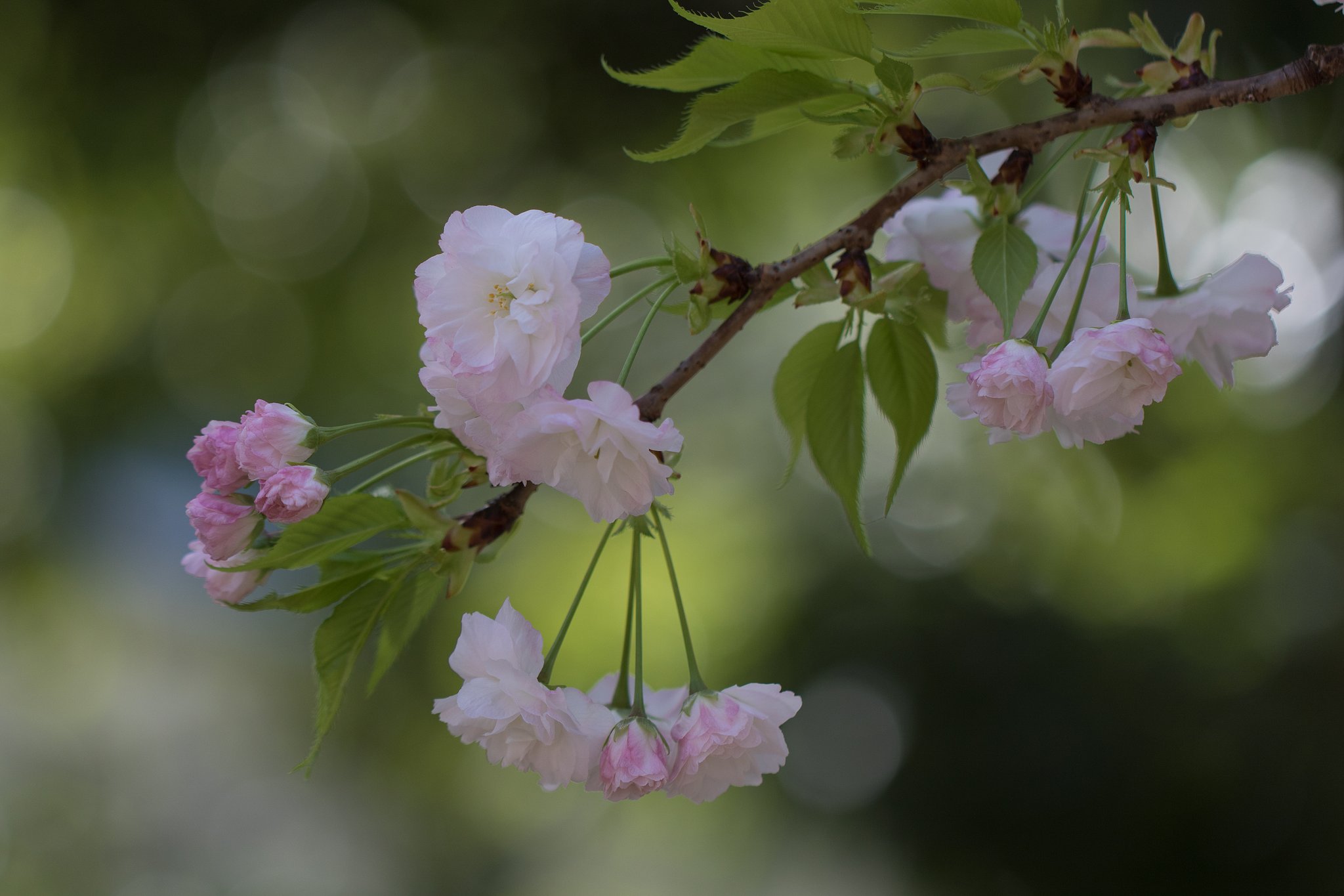 EF100mm F2.8 L MACRO