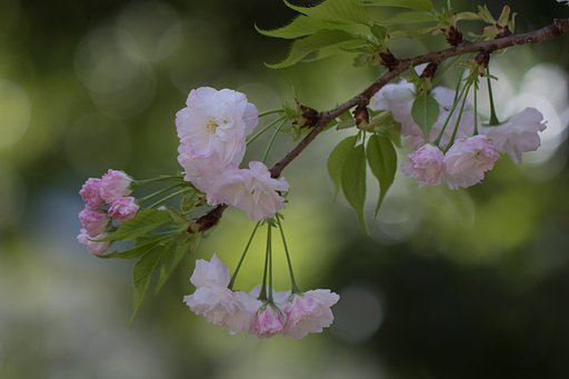 EF100mm F2.8 L MACRO