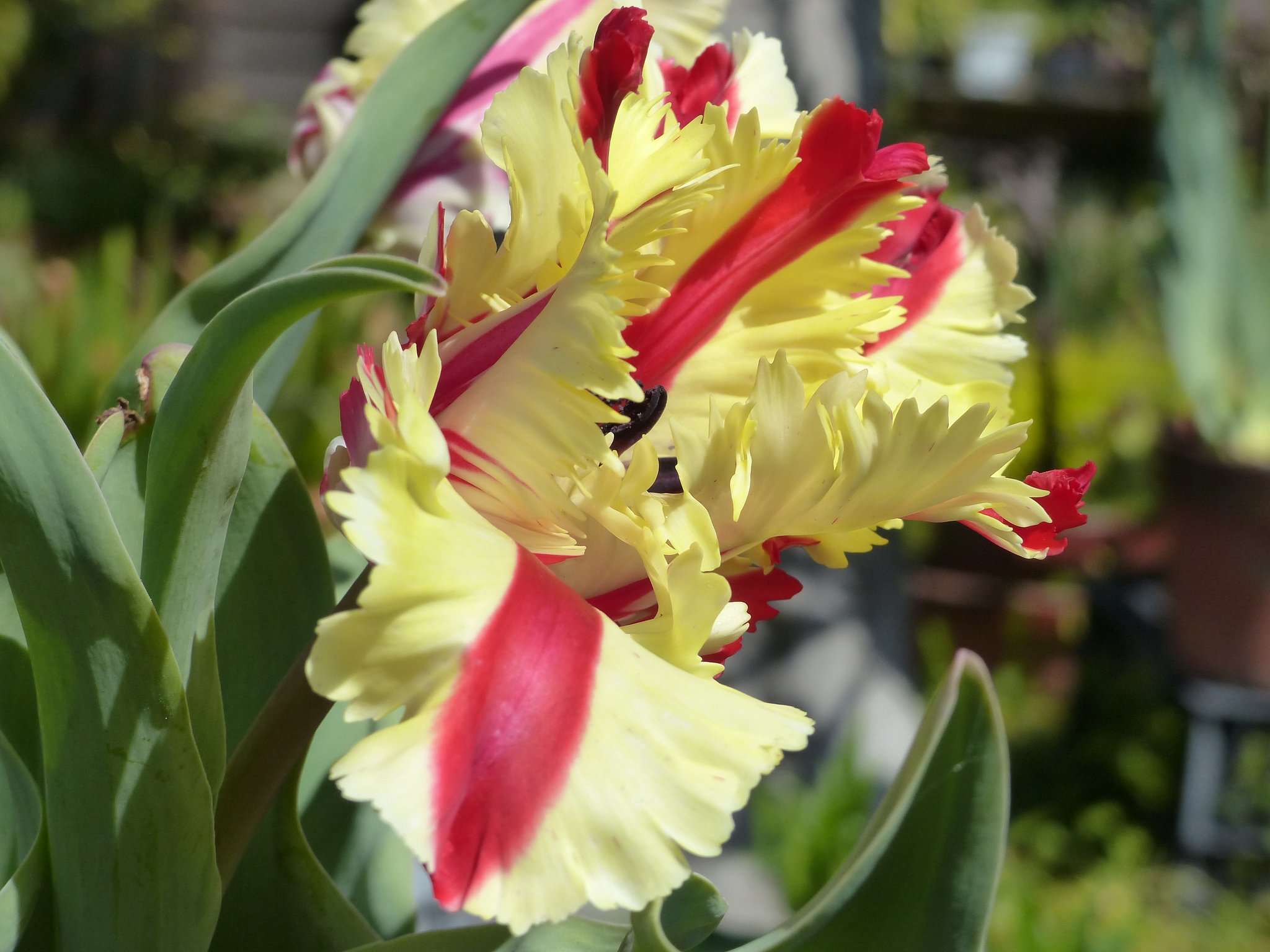 conversion lens DMW T55