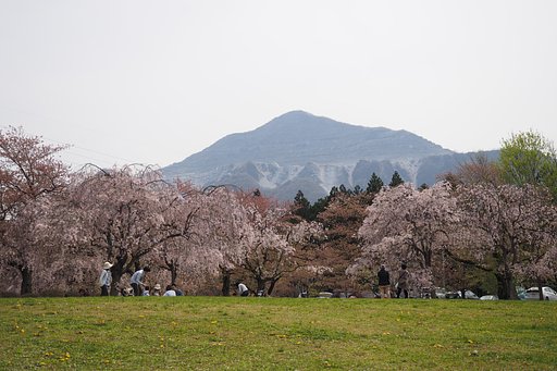 晩春の屏風