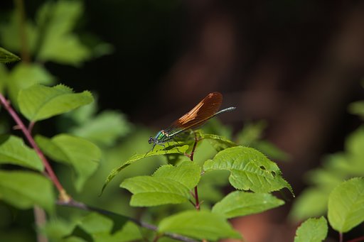 ミヤマカワトンボ