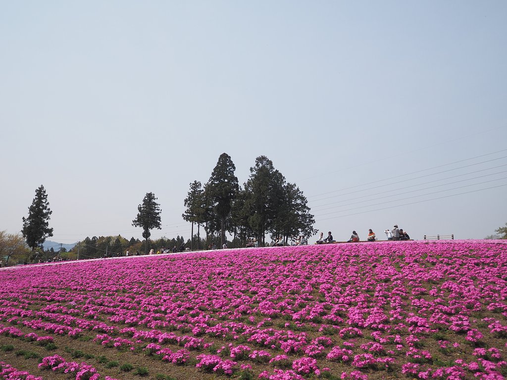 大きな蹴鞠