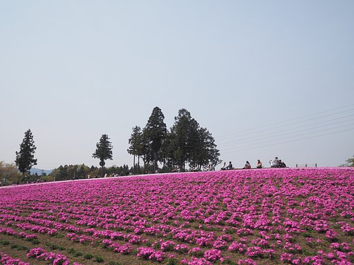 大きな蹴鞠