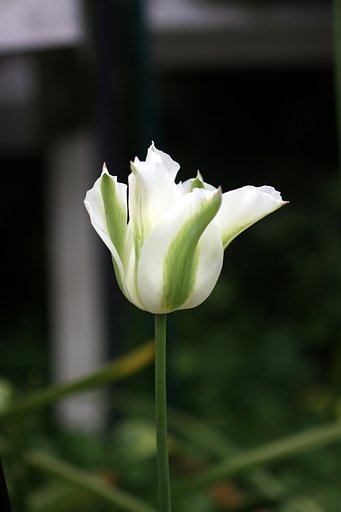 【縦画像】　緑のチューリップ