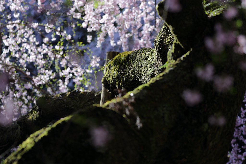 龍の渕