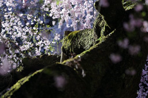 龍の渕