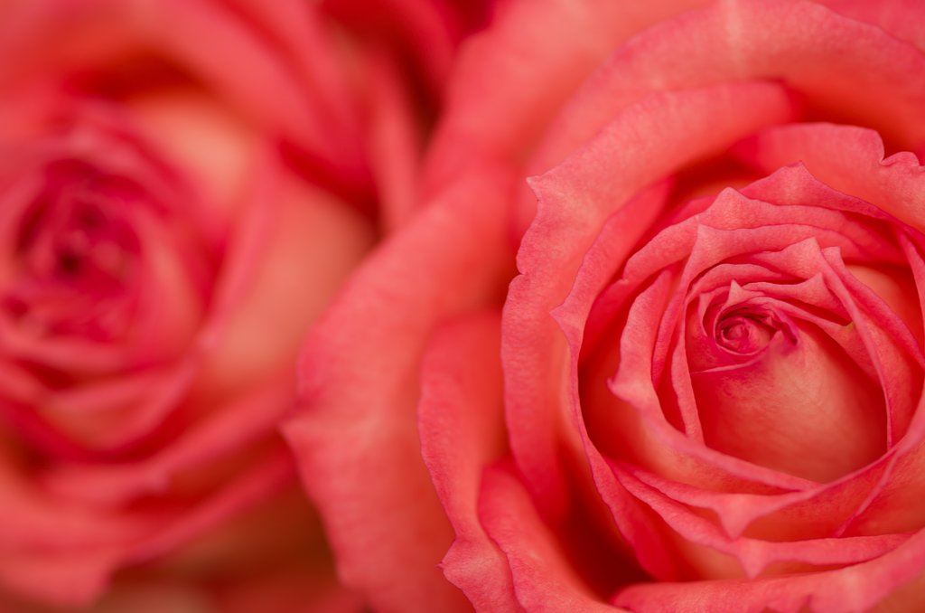 SIGMA MACRO 70mm F2.8