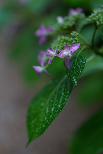 EF100mm F2.8 L IS MACRO