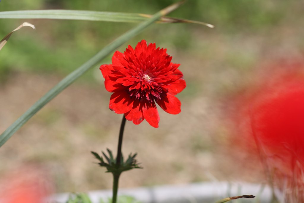 Canon　EF100㎜F2.8　Macro　