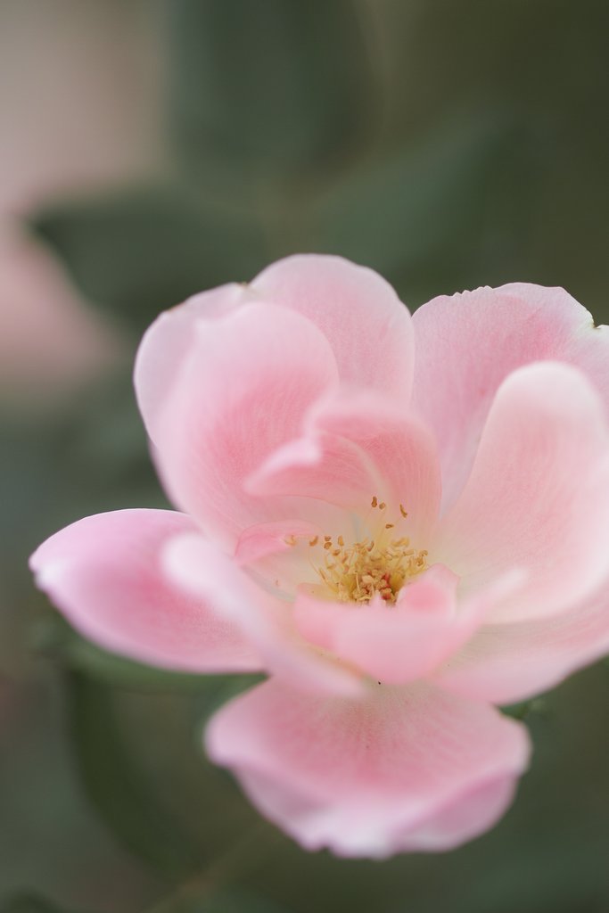 MINOLTA 　100mm F2.8 Macro 