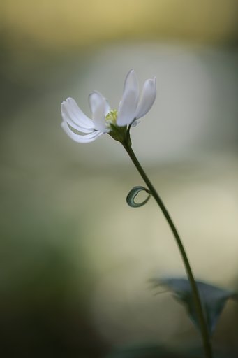 福寿菊