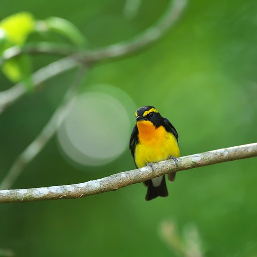 新緑が似合います