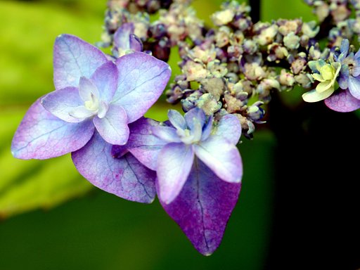 【Purple】アジサイの接写