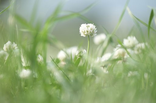 地上50㎜の世界