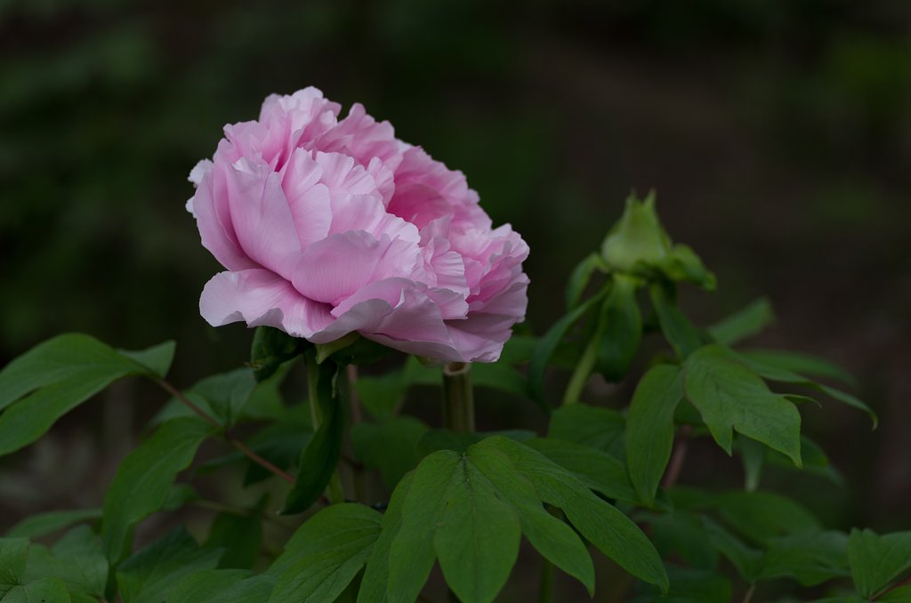 PENTAX-D FA MACRO 100mm F2.8