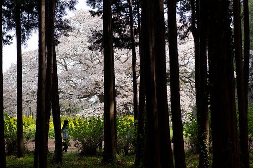 木立の中から