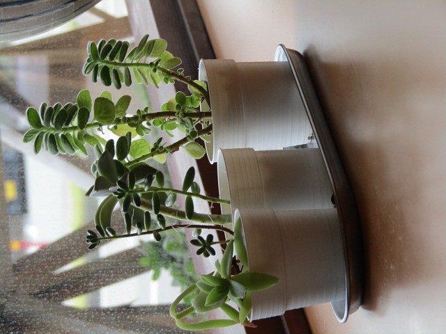 窓際に可愛い観葉植物が素敵です
