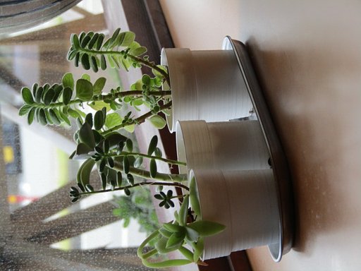 窓際に可愛い観葉植物が素敵です