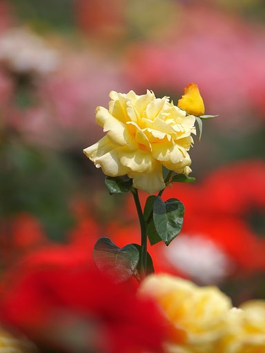 黄花の雅