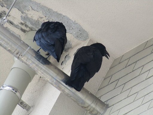 カラス何故泣くの、、