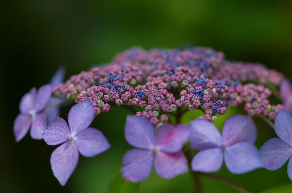 SIGMA MACRO 70mm F2.8