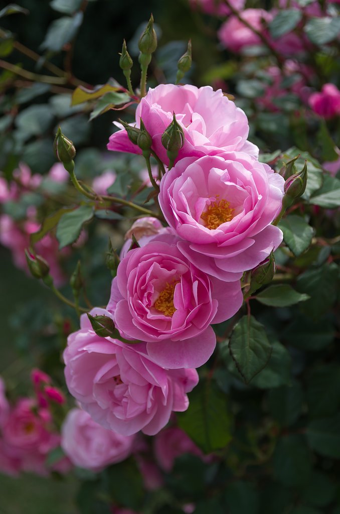 SIGMA 17-70mm F2.8-4 DC MACRO