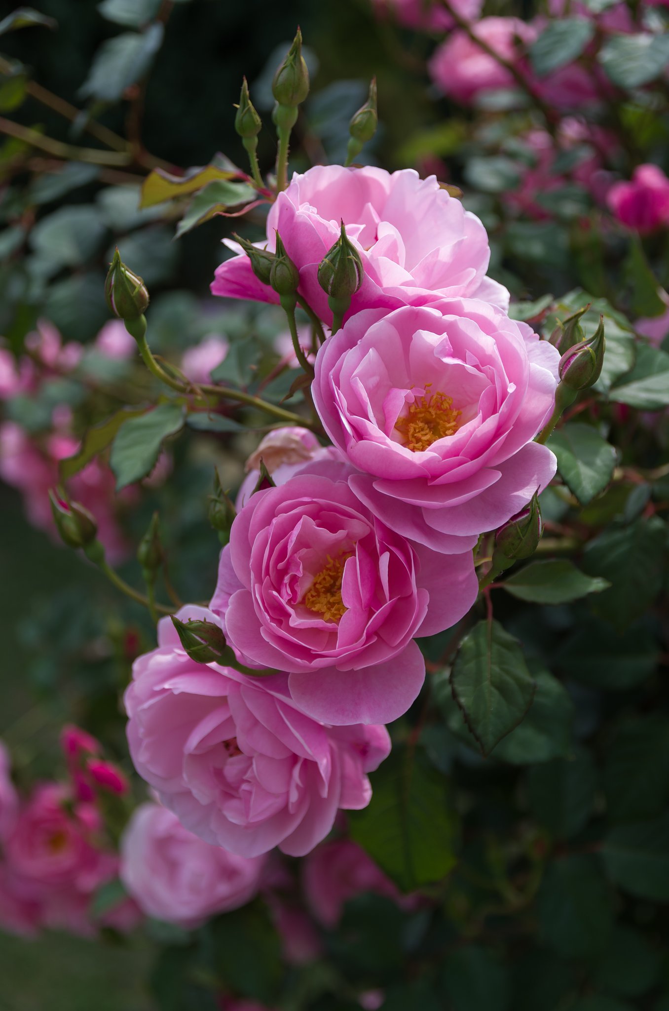 SIGMA 17-70mm F2.8-4 DC MACRO