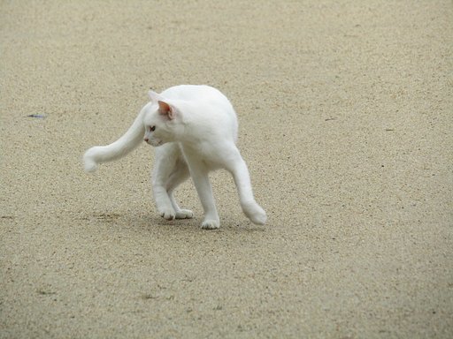 猫も運動不足なんです