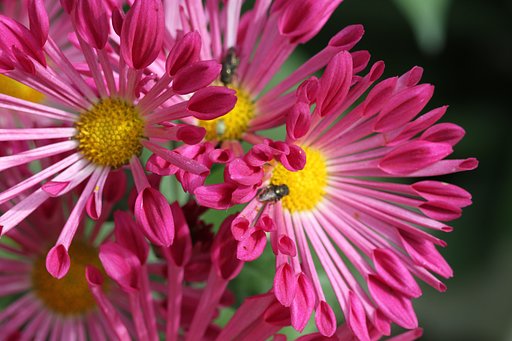 菊の花　１