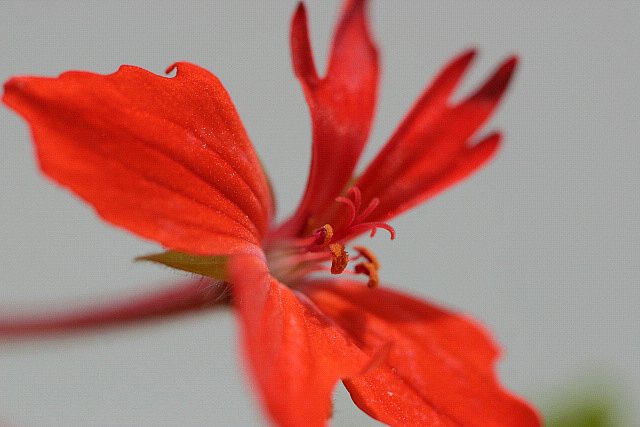 こんな花です