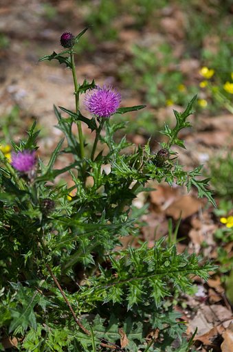SIGMA 17-70mm F2.8-4 DC MACRO