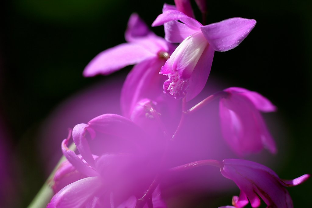 【Purple】シラン