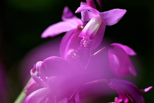 【Purple】シラン