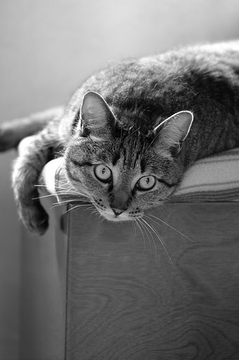 ねこ