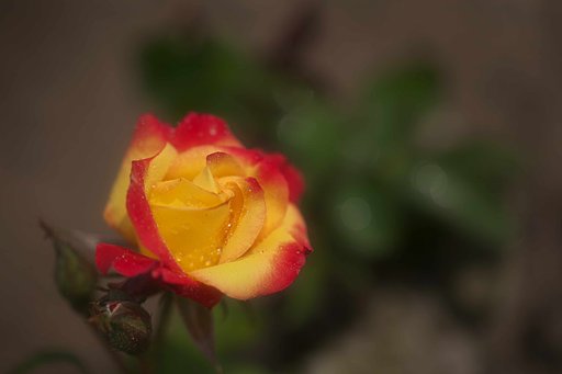 まだ薔薇