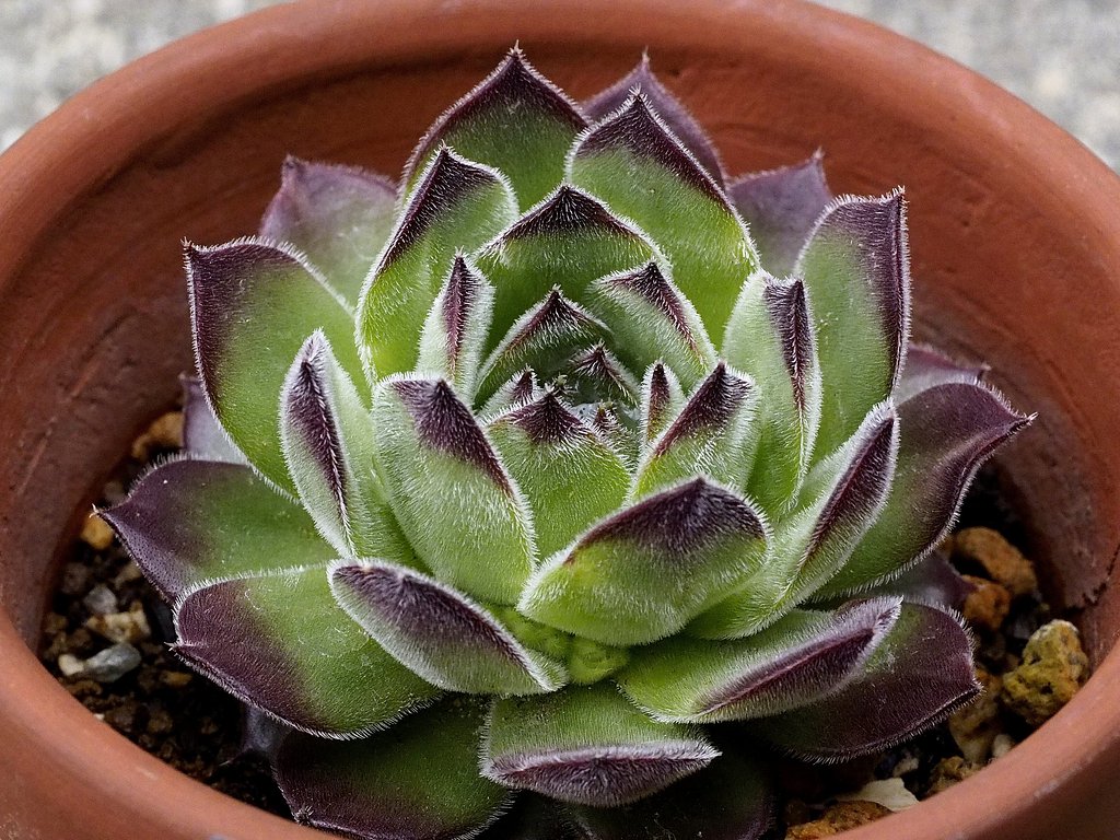 Sempervivum 