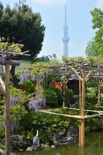 亀戸天神