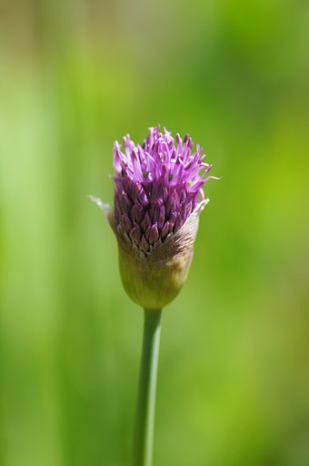 【Purple】ネギ坊主
