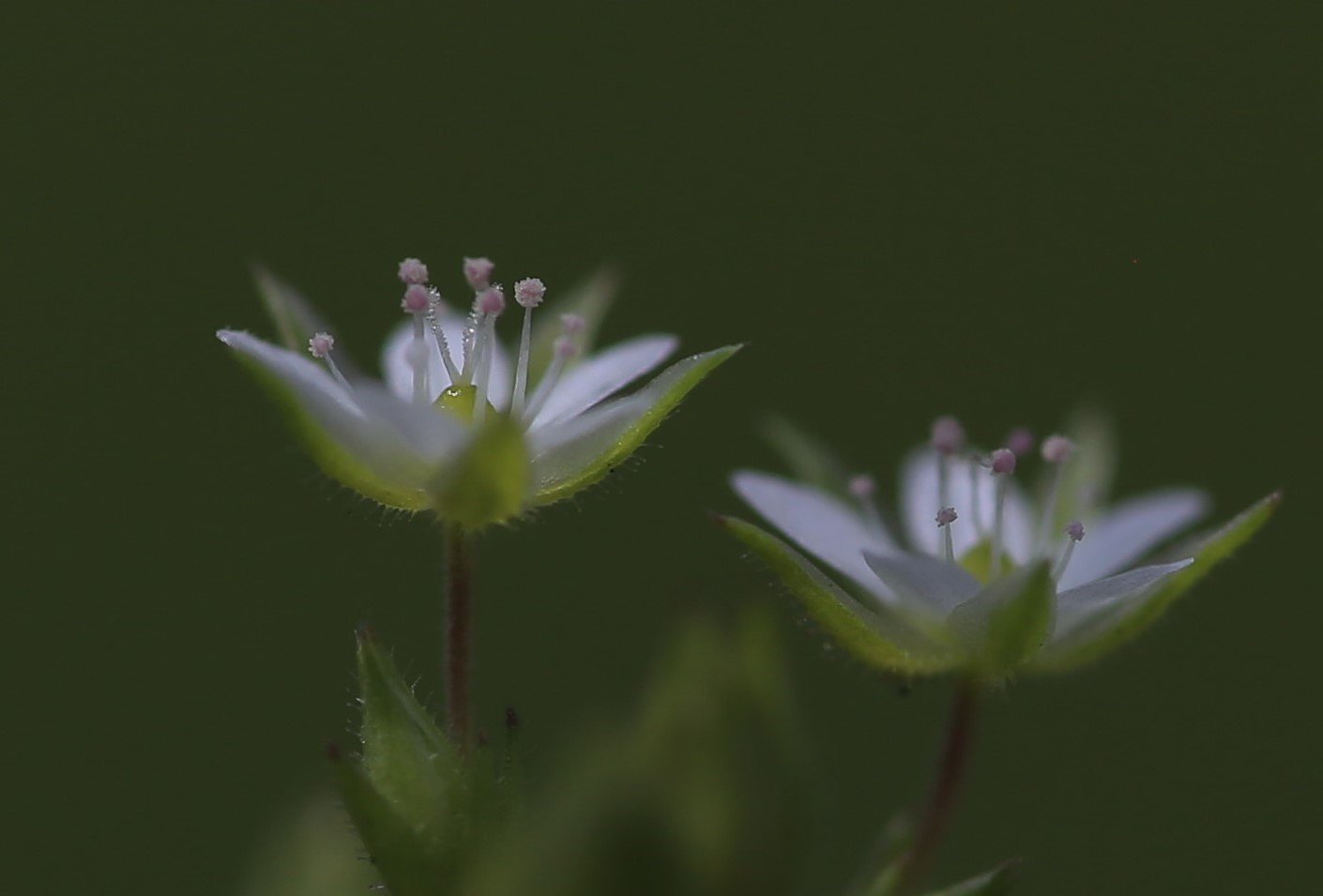花径４ミリの世界