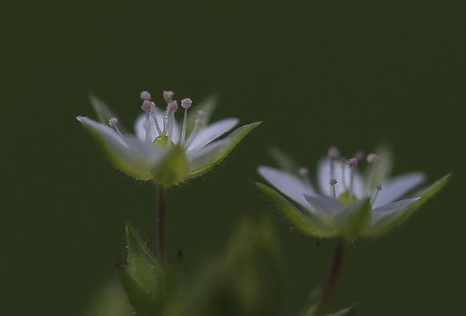 花径４ミリの世界