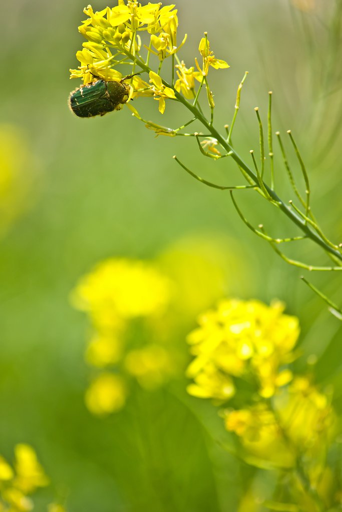 ハナムグリと菜の花